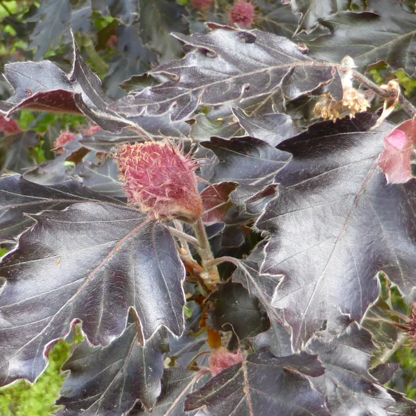 Fagus sylvatica 'Rohanii' – Fagus sylvatica 'Rohanii'