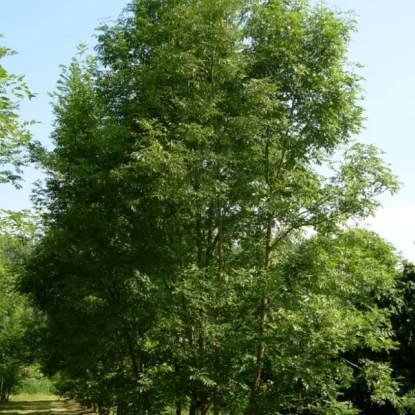 Fraxinus excelsior – Common ash, European ash