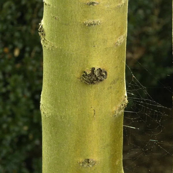 Fraxinus excelsior 'Allgold' – Fraxinus excelsior 'Allgold'