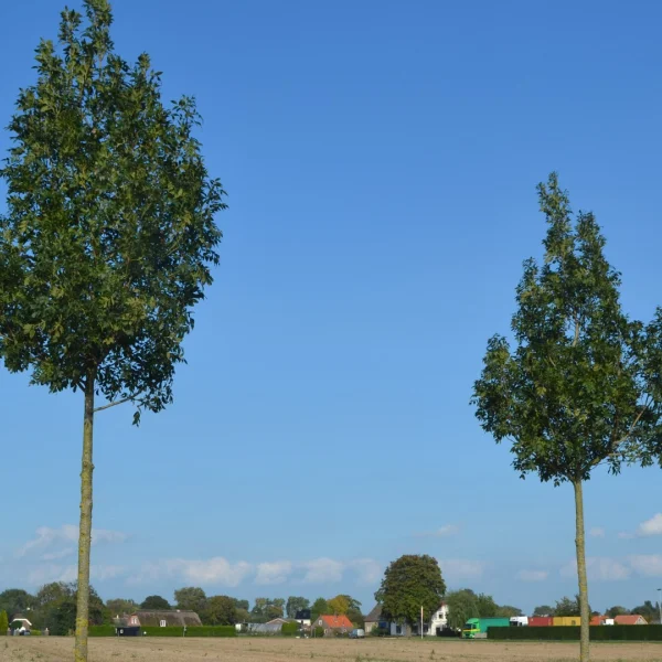 Fraxinus excelsior 'Altena' – Fraxinus excelsior 'Altena'