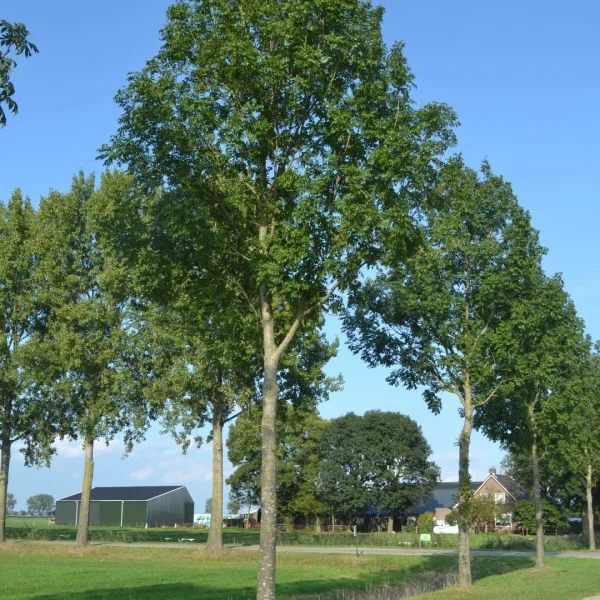 Fraxinus excelsior 'Atlas' – Fraxinus excelsior 'Atlas'