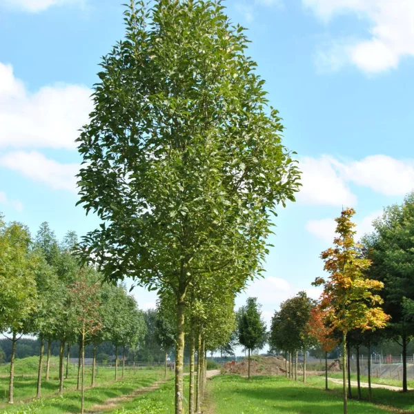 Fraxinus excelsior 'Diversifolia' – One-leaved ash