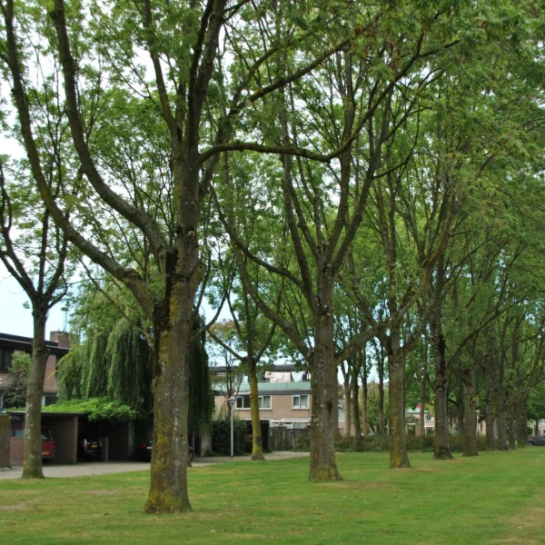 Fraxinus excelsior 'Eureka' – Fraxinus excelsior 'Eureka'