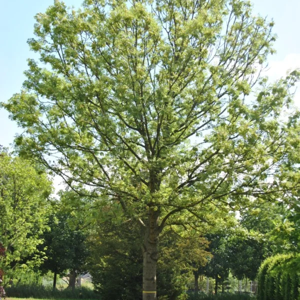 Fraxinus excelsior 'Jaspidea' – Gold ash