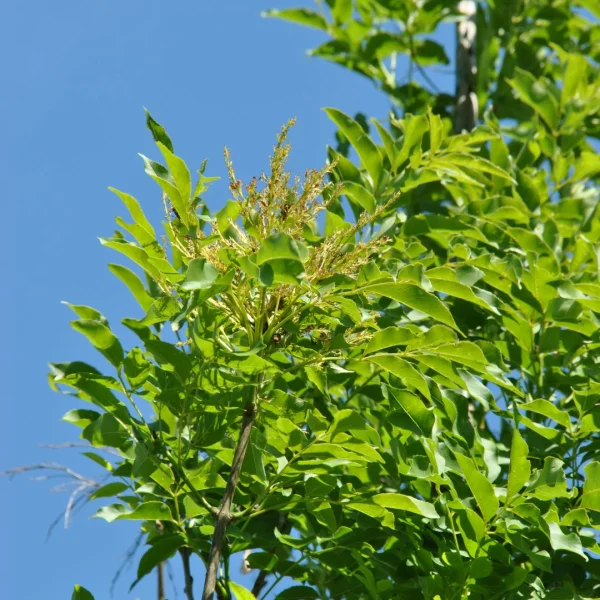 Fraxinus ornus OBELISK ('Paus Johannes Paulus II') – Fraxinus ornus OBELISK ('Paus Johannes Paulus II')