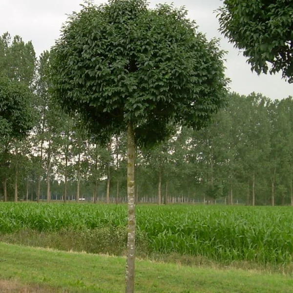 Fraxinus ornus 'Mecsek' – Fraxinus ornus 'Mecsek'