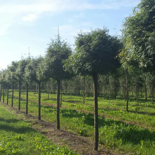 Gleditsia triacanthos 'Globosa' – Gleditsia triacanthos 'Globosa'