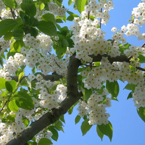 Halesia carolina – Snowdrop tree, Silver bell