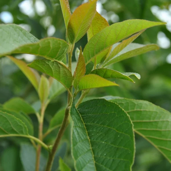 Halesia carolina 'UConn Wedding Bells' – Halesia carolina 'UConn Wedding Bells'