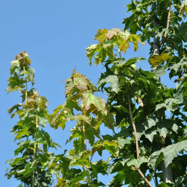 Acer platanoides 'Autumn Blaze' – Acer platanoides 'Autumn Blaze'
