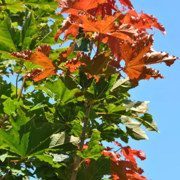 Acer platanoides CONQUEST ('Conzam') – Acer platanoides CONQUEST ('Conzam')