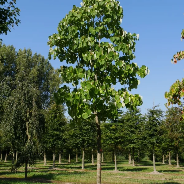 Idesia polycarpa – Idesia polycarpa