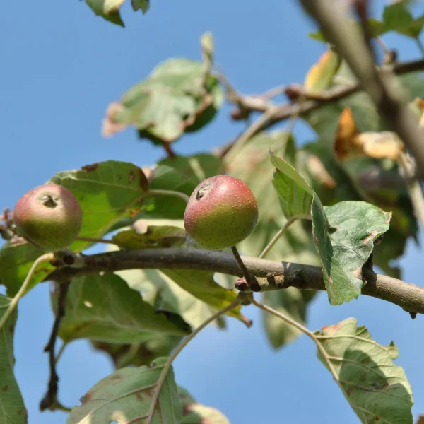 Malus tschonoskii 'Belmonte' – Malus tschonoskii 'Belmonte'