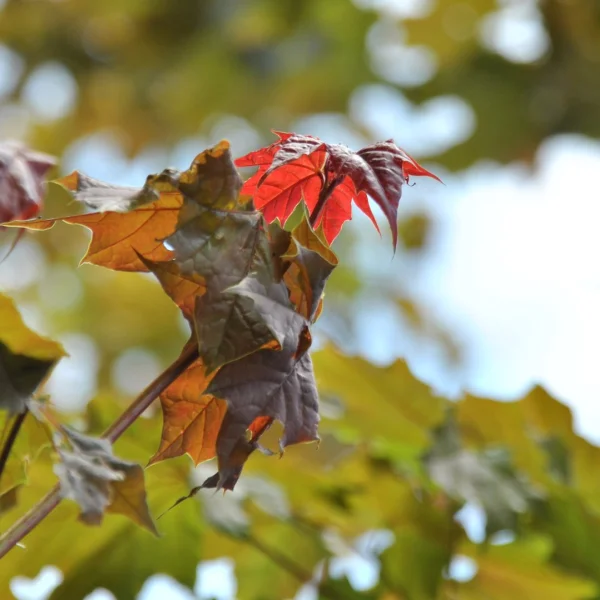 Acer platanoides 'Deborah' – Acer platanoides 'Deborah'