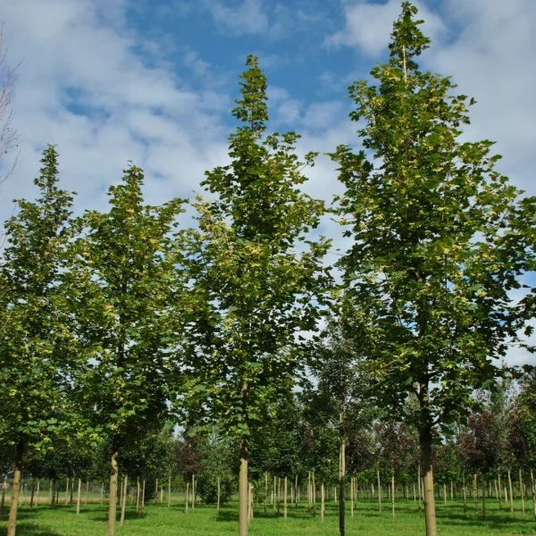 Acer platanoides 'Farlake's Green' – Acer platanoides 'Farlake's Green'