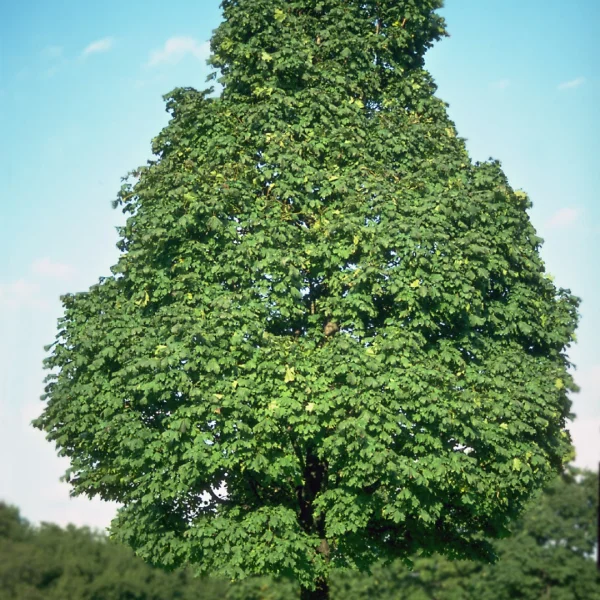 Acer platanoides 'Olmsted' – Acer platanoides 'Olmsted'