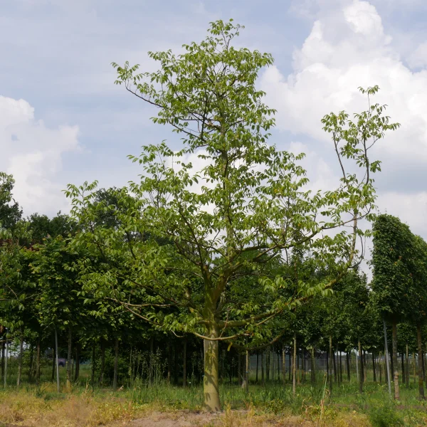 Juglans regia 'Lara' – Juglans regia 'Lara'
