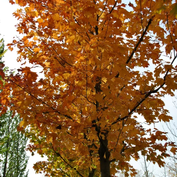 Acer platanoides 'Reitenbachii' – Acer platanoides 'Reitenbachii'