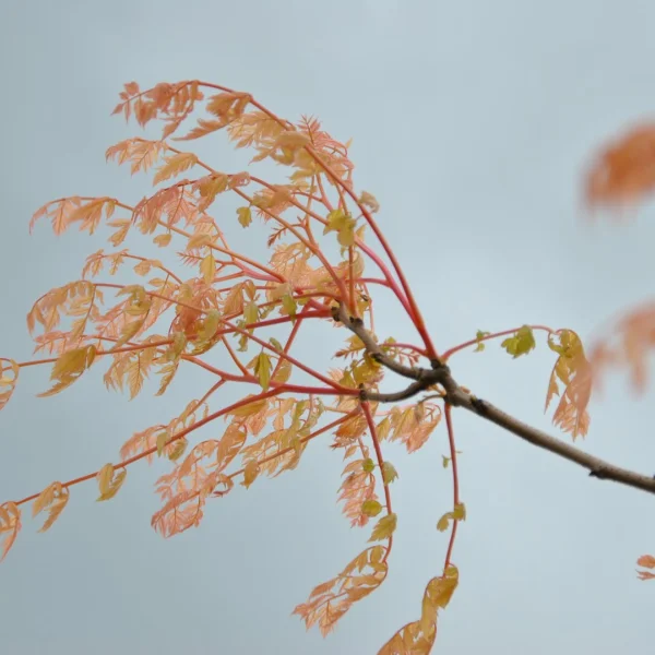Koelreuteria paniculata 'Coral Sun' – Koelreuteria paniculata 'Coral Sun'