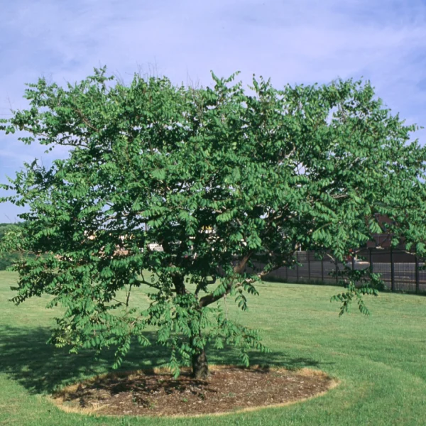 Koelreuteria paniculata 'September' – Koelreuteria paniculata 'September'