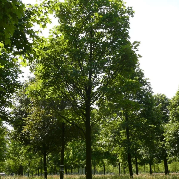 Acer pseudoplatanus 'Erectum' – Acer pseudoplatanus 'Erectum'