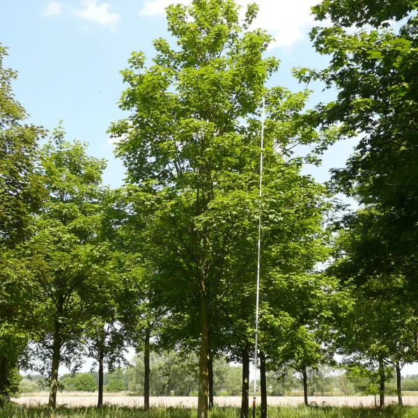 Acer pseudoplatanus 'Rotterdam' – Acer pseudoplatanus 'Rotterdam'