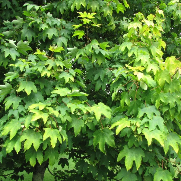 Acer pseudoplatanus 'Worley' – Acer pseudoplatanus 'Worley'