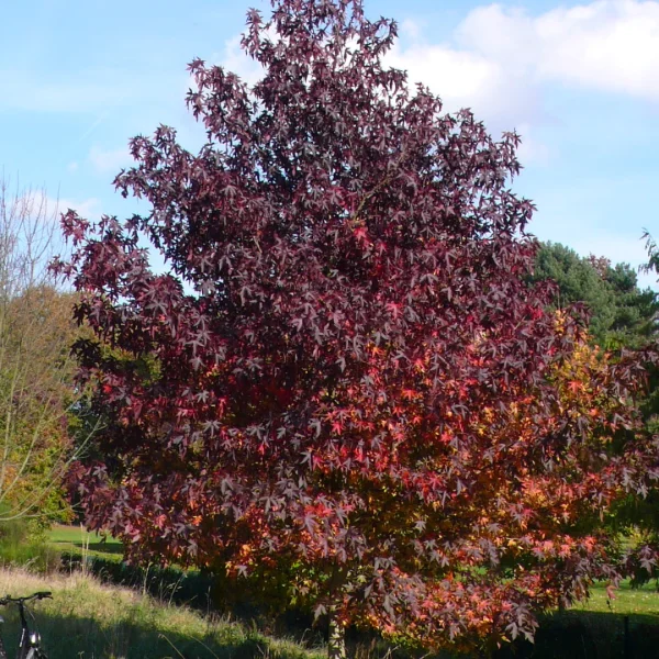 Liquidambar styraciflua 'Andrew Hewson' – Liquidambar styraciflua 'Andrew Hewson'