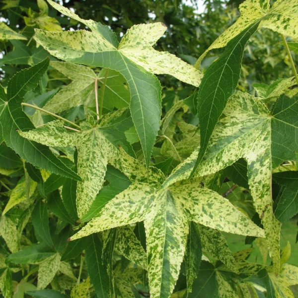 Liquidambar styraciflua 'Aurea' – Liquidambar styraciflua 'Aurea'