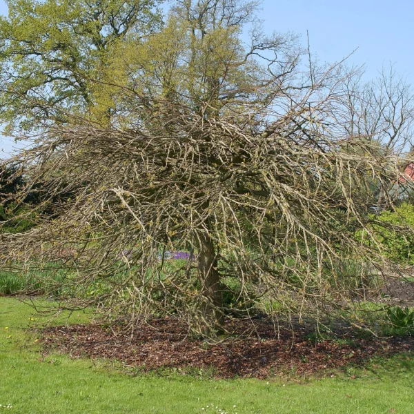 Liquidambar styraciflua 'Pendula' – Liquidambar styraciflua 'Pendula'