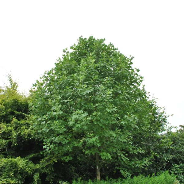 Liriodendron chinense – Chinese tulip tree