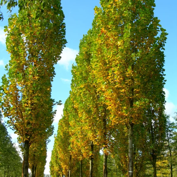 Liriodendron tulipifera 'Fastigiatum' – Liriodendron tulipifera 'Fastigiatum'