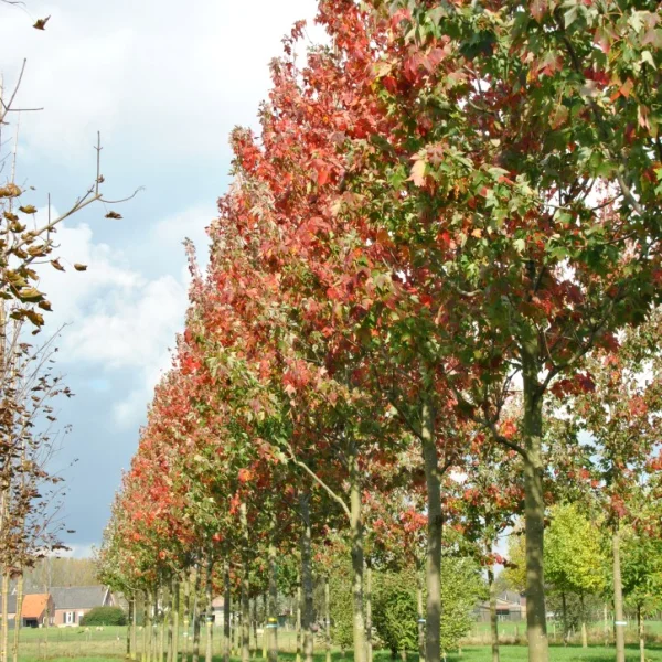 Acer rubrum 'Embers' – Acer rubrum 'Embers'