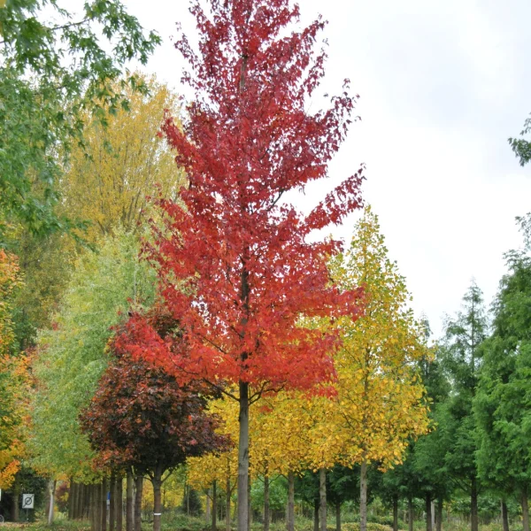 Acer rubrum INDIAN SUMMER ('Morgan') – Acer rubrum INDIAN SUMMER ('Morgan')