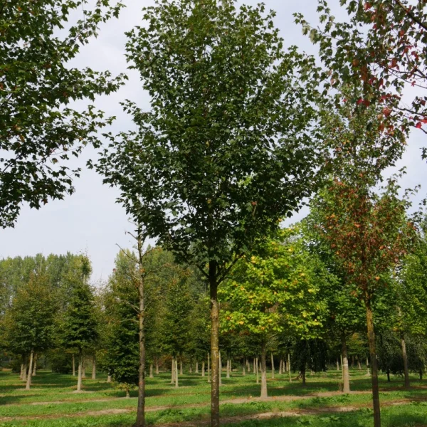 Acer rubrum 'Northwood' – Acer rubrum 'Northwood'