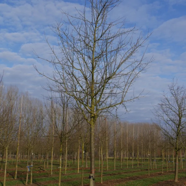 Malus domestica 'Cox Orange' – Malus domestica 'Cox Orange'