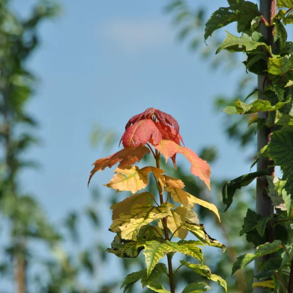 Acer rubrum 'Red Rocket' – Acer rubrum 'Red Rocket'