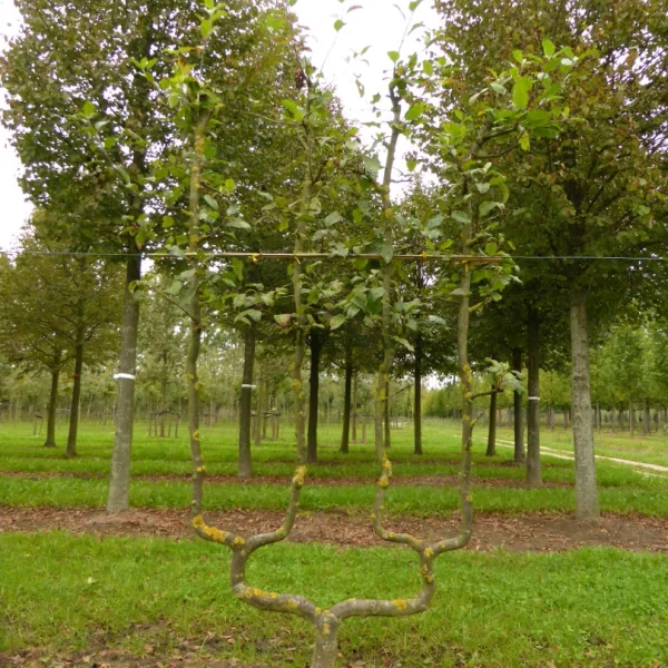 Malus domestica DELBARD ESTIVALE ('Delcorf')' – Malus domestica DELBARD ESTIVALE ('Delcorf')'