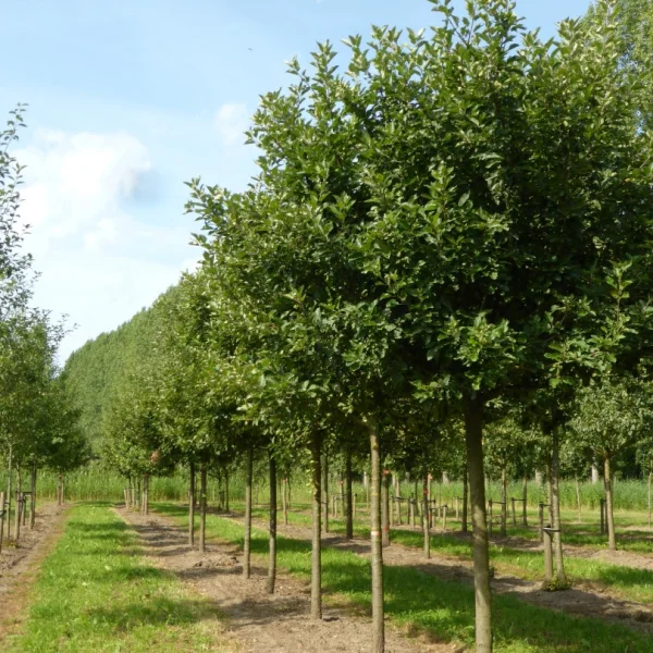 Malus domestica 'Discovery' – Malus domestica 'Discovery'