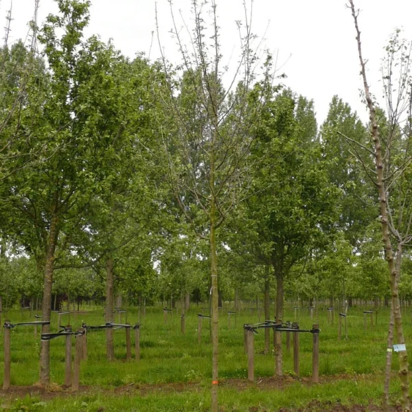 Malus domestica 'King of the Pippins' – Malus domestica 'King of the Pippins'