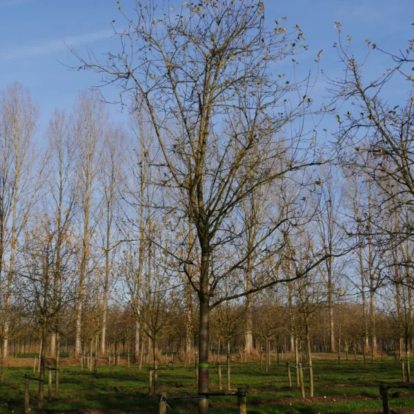 Malus domestica 'Sterappel' – Malus domestica 'Sterappel'