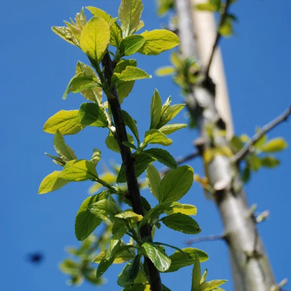 Prunus domestica 'Mirabelle de Nancy' – Prunus domestica 'Mirabelle de Nancy'