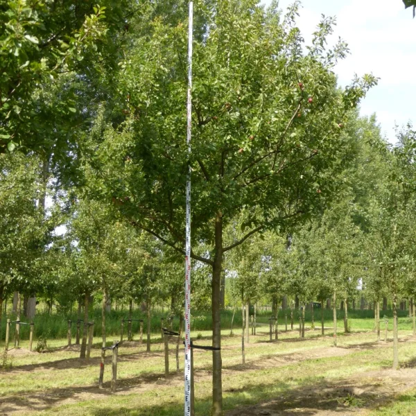Prunus domestica 'Reine Claude d'Althan' – Prunus domestica 'Reine Claude d'Althan'