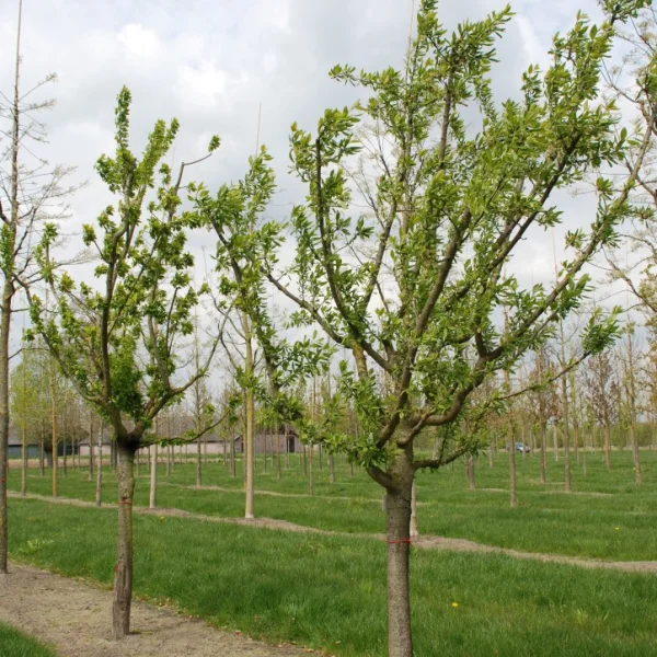 Prunus domestica 'Stanley'
