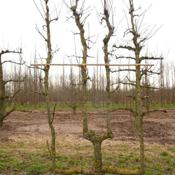 Pyrus communis 'Beurré Hardy' – Pyrus communis 'Beurré Hardy'
