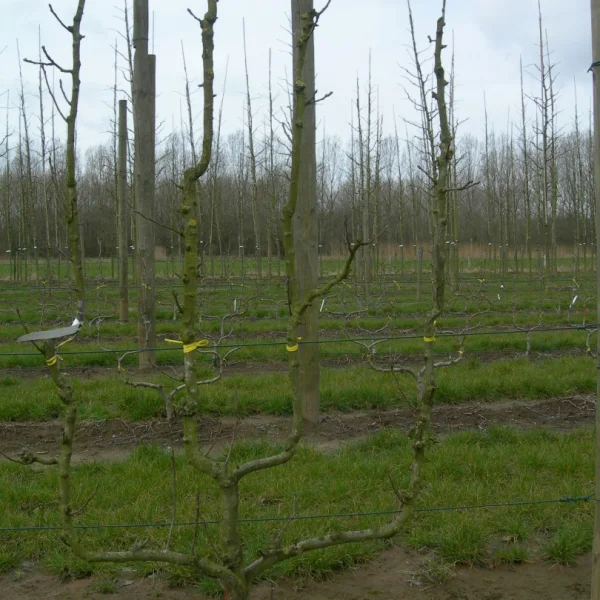 Pyrus communis 'Williams' – Pyrus communis 'Williams'