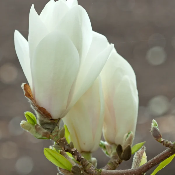 Magnolia ×soulangeana 'Alba Superba' – Magnolia ×soulangeana 'Alba Superba'