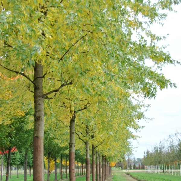 Acer saccharinum 'Asplenifolium' – Acer saccharinum 'Asplenifolium'