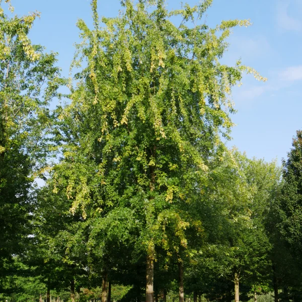 Acer saccharinum 'Laciniatum Wieri' – Acer saccharinum 'Laciniatum Wieri'