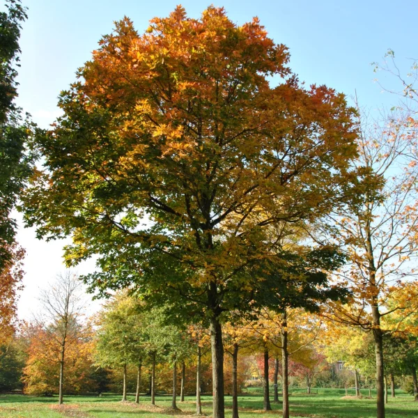 Acer saccharum 'Legacy' – Acer saccharum 'Legacy'